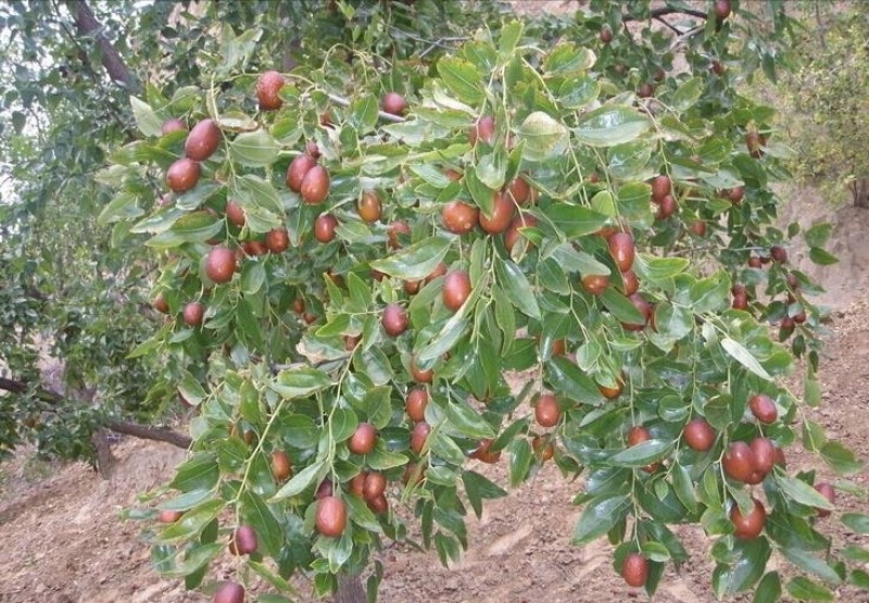 冬枣树苗80~110cm