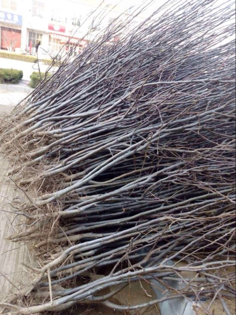 冬枣树苗80~110cm