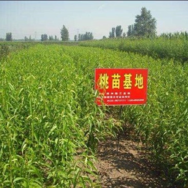 阳山水蜜桃树苗90cm以上