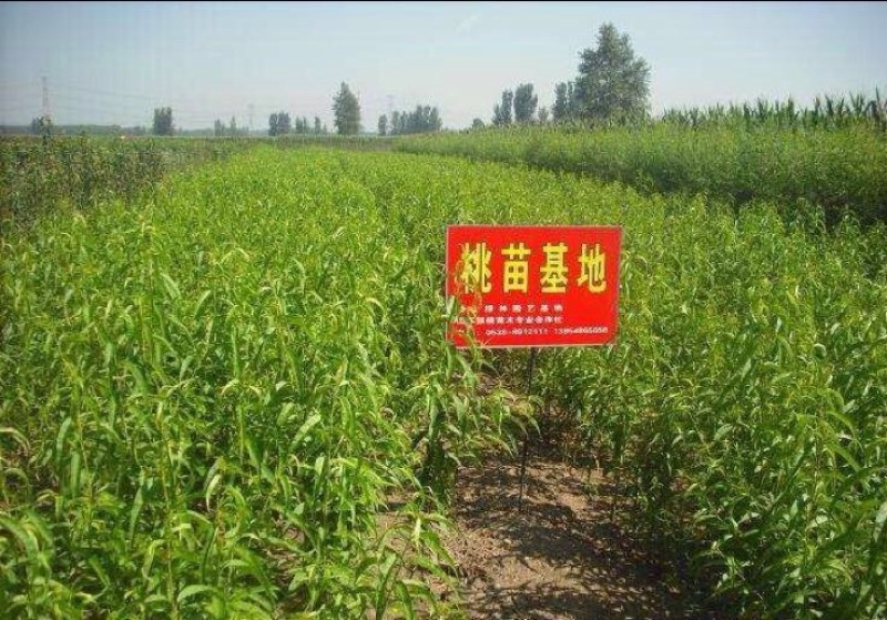阳山水蜜桃树苗90cm以上
