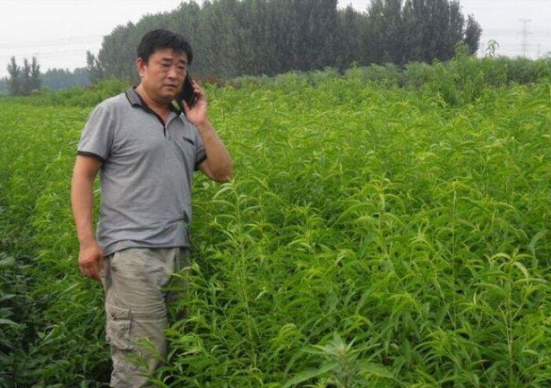阳山水蜜桃树苗90cm以上