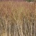 阳山水蜜桃树苗90cm以上