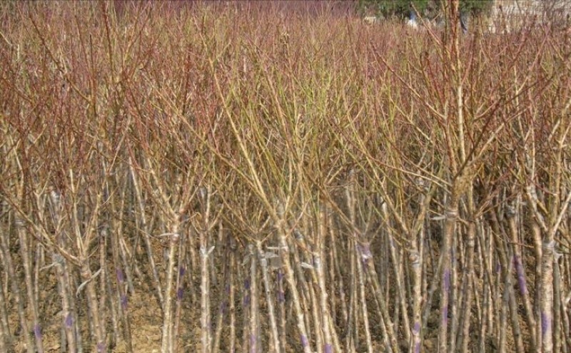 阳山水蜜桃树苗90cm以上