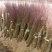 阳山水蜜桃树苗90cm以上