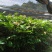 龙眼树苗30~50cm