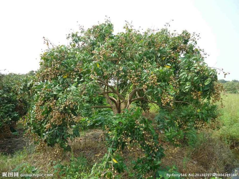 龙眼树苗30~50cm