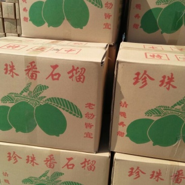 番石榴苗30~50cm