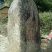 番石榴苗30~50cm