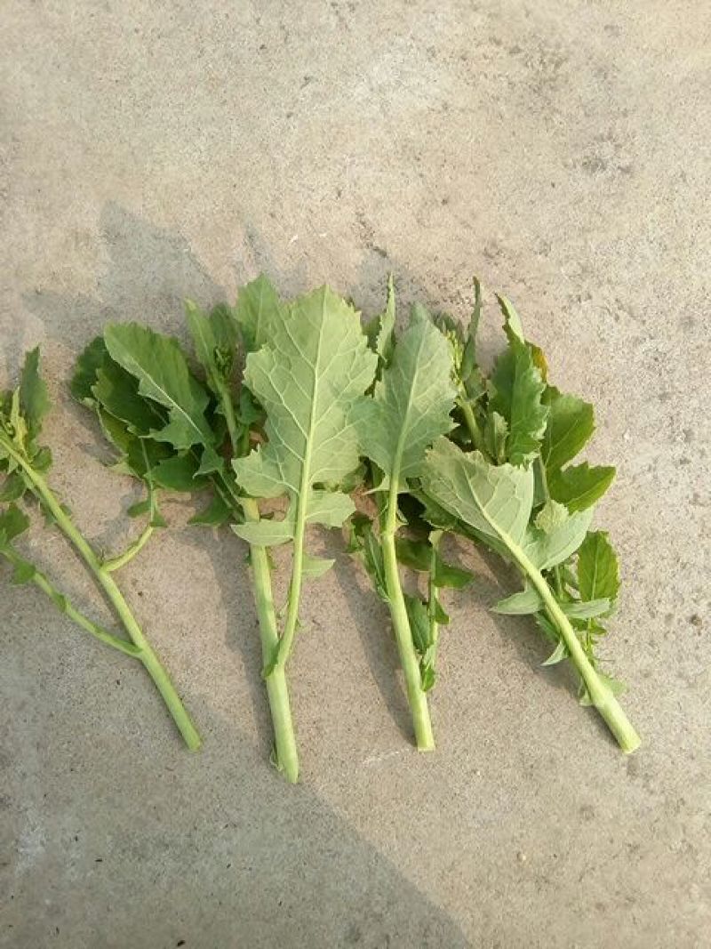 油菜苔10~15厘米