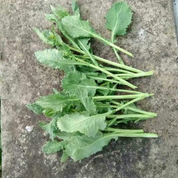 油菜苔10~15厘米