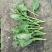 油菜苔10~15厘米