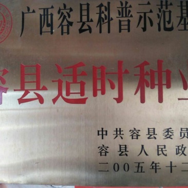 皇帝柑苗30~50cm