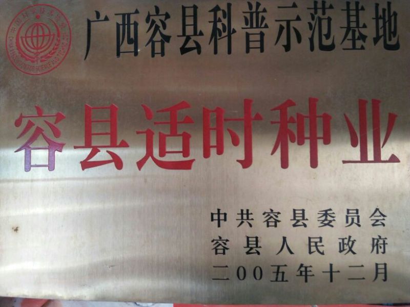 皇帝柑苗30~50cm