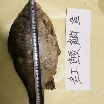 鲫鱼食用