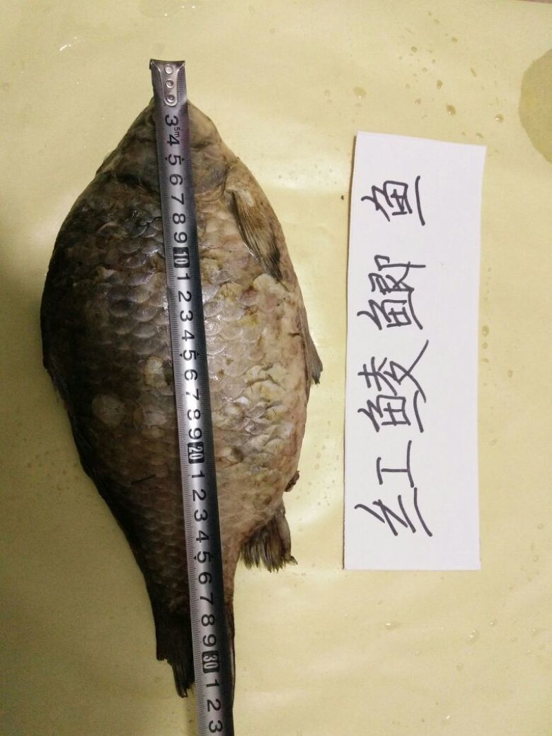 鲫鱼食用