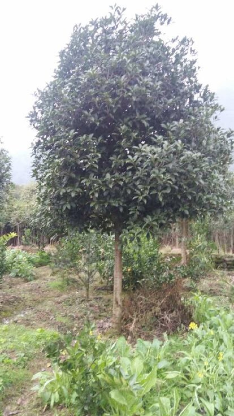 桂花树