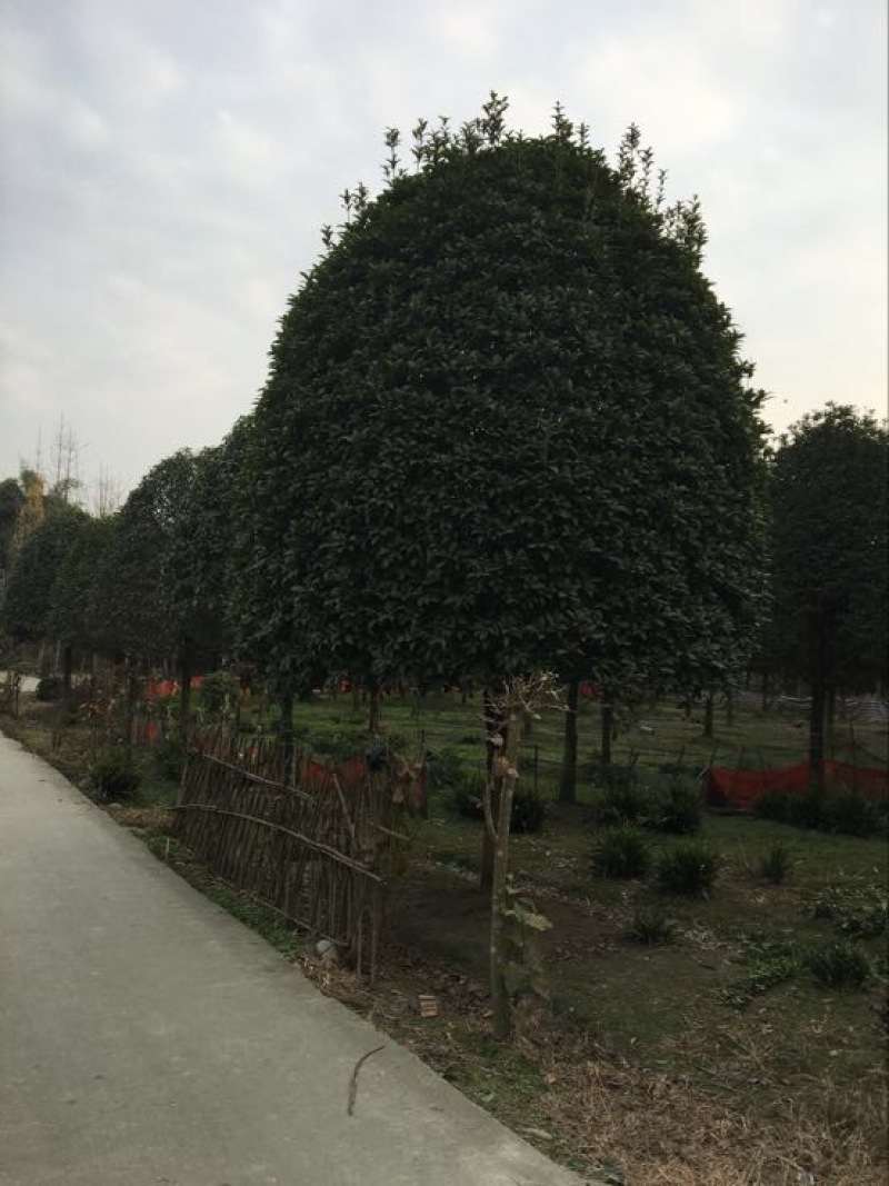 桂花树