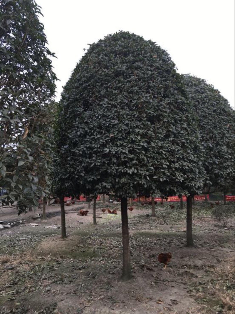 桂花树