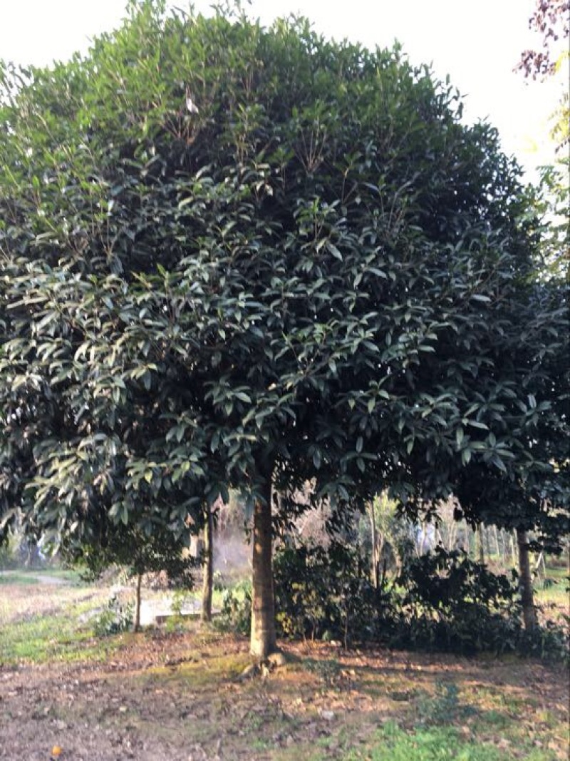 桂花树