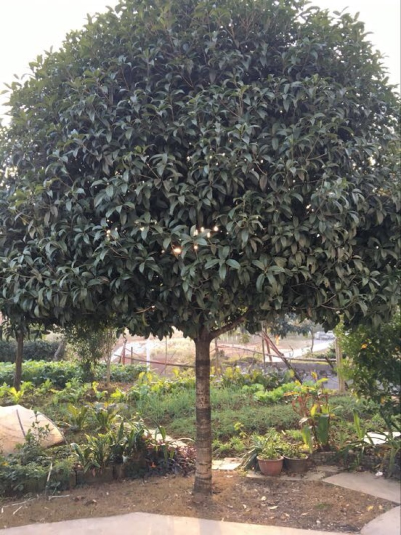 桂花树