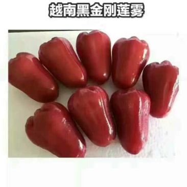 黑金刚莲雾9~11厘米