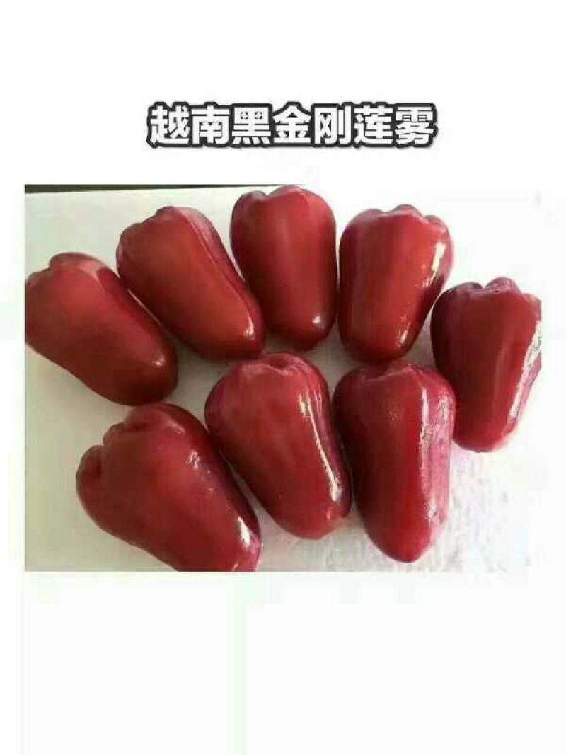 黑金刚莲雾9~11厘米
