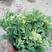 白菜苔20cm左右，桂林白菜苔，甜菜苔，甜菜花，甜菜心
