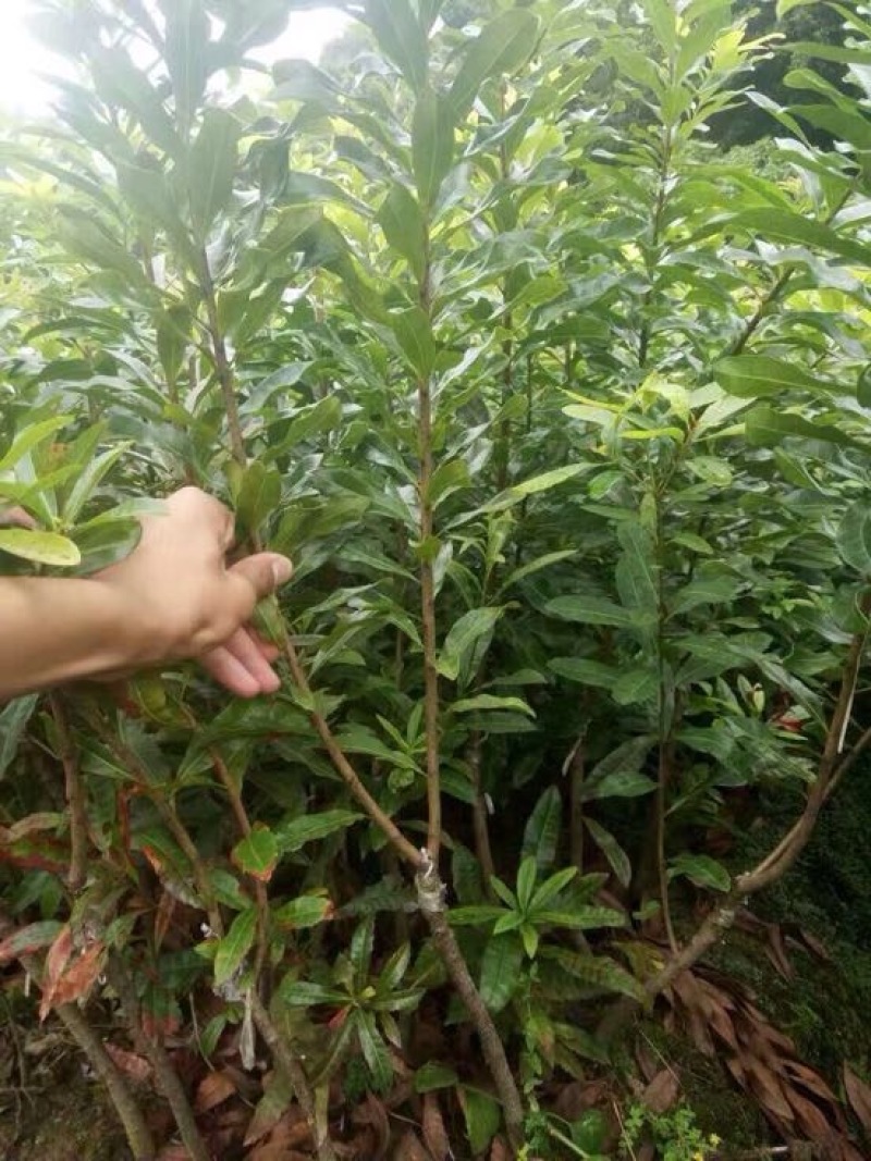 杨梅树