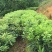 杨梅树