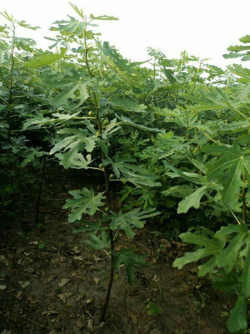 无花果苗波姬红成活率高当年结果诚信第一