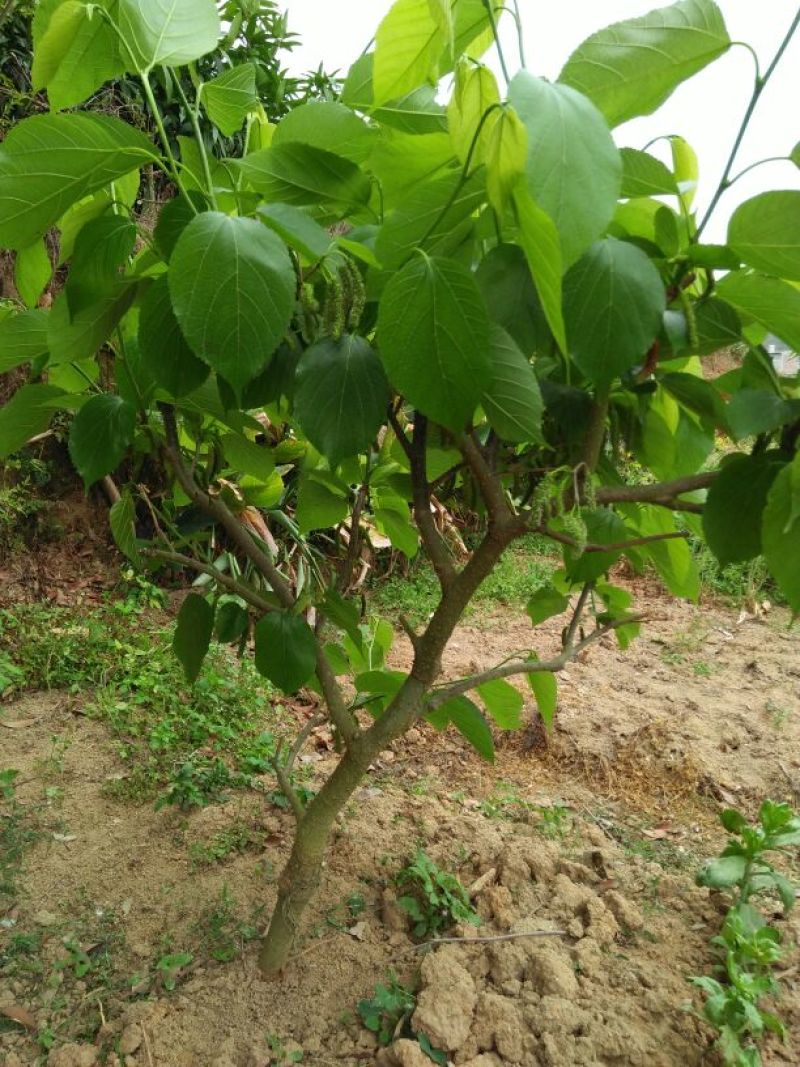长果桑树苗60cm