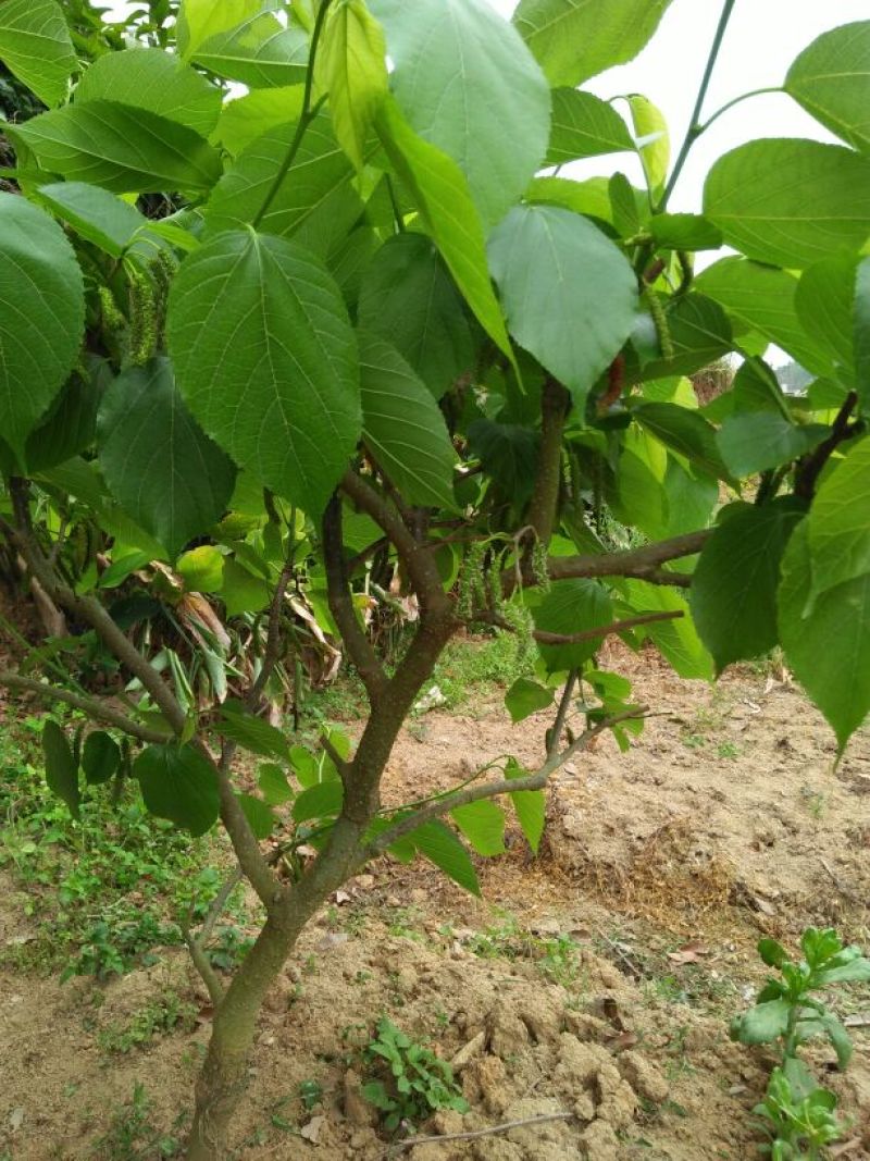 长果桑树苗60cm