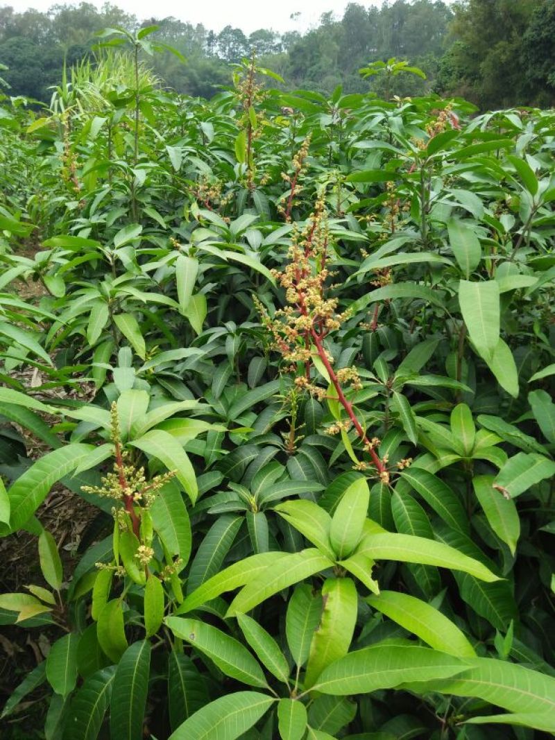 金煌芒树苗1m以下