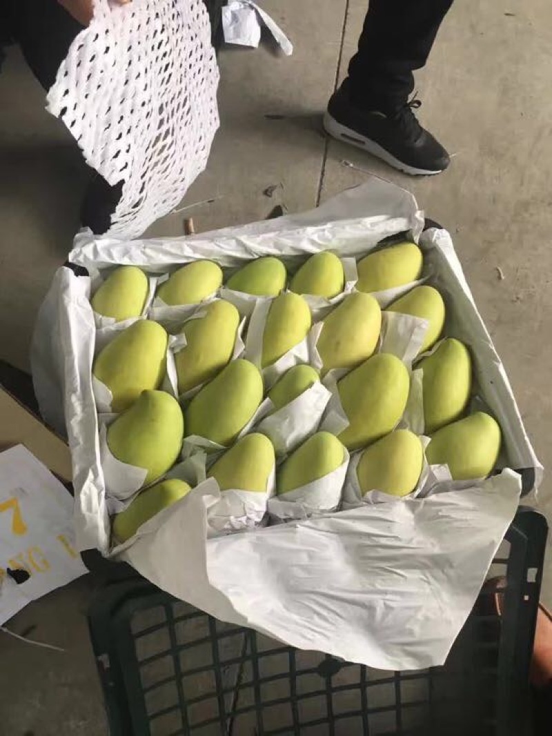 玉芒越南进口水果，一手货源