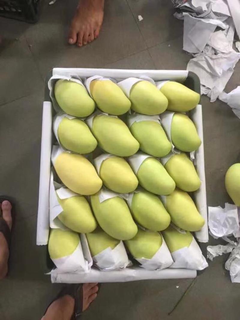 玉芒越南进口水果，一手货源