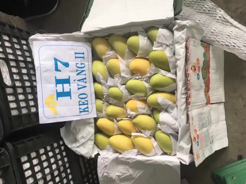 玉芒越南进口水果，一手货源