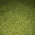 石阡苔茶特级