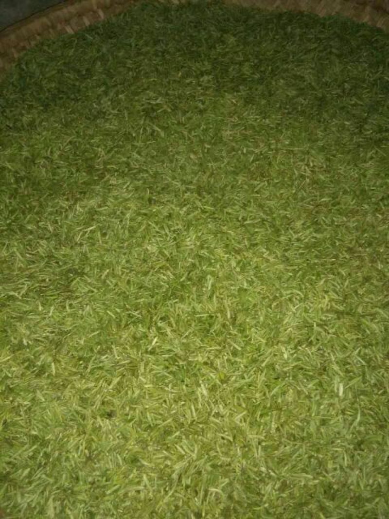 石阡苔茶特级