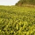 石阡苔茶特级