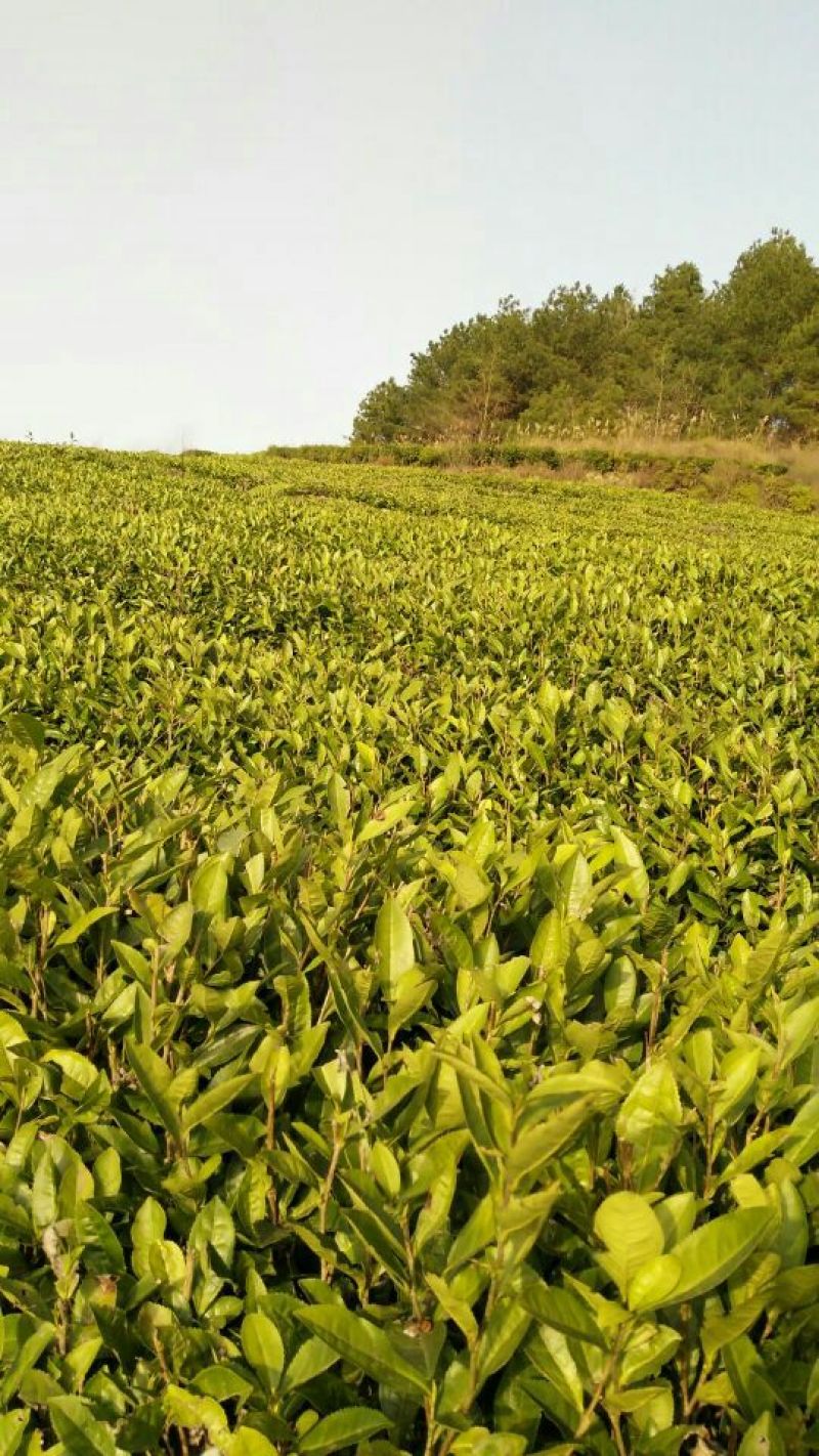 石阡苔茶特级