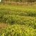 石阡苔茶特级