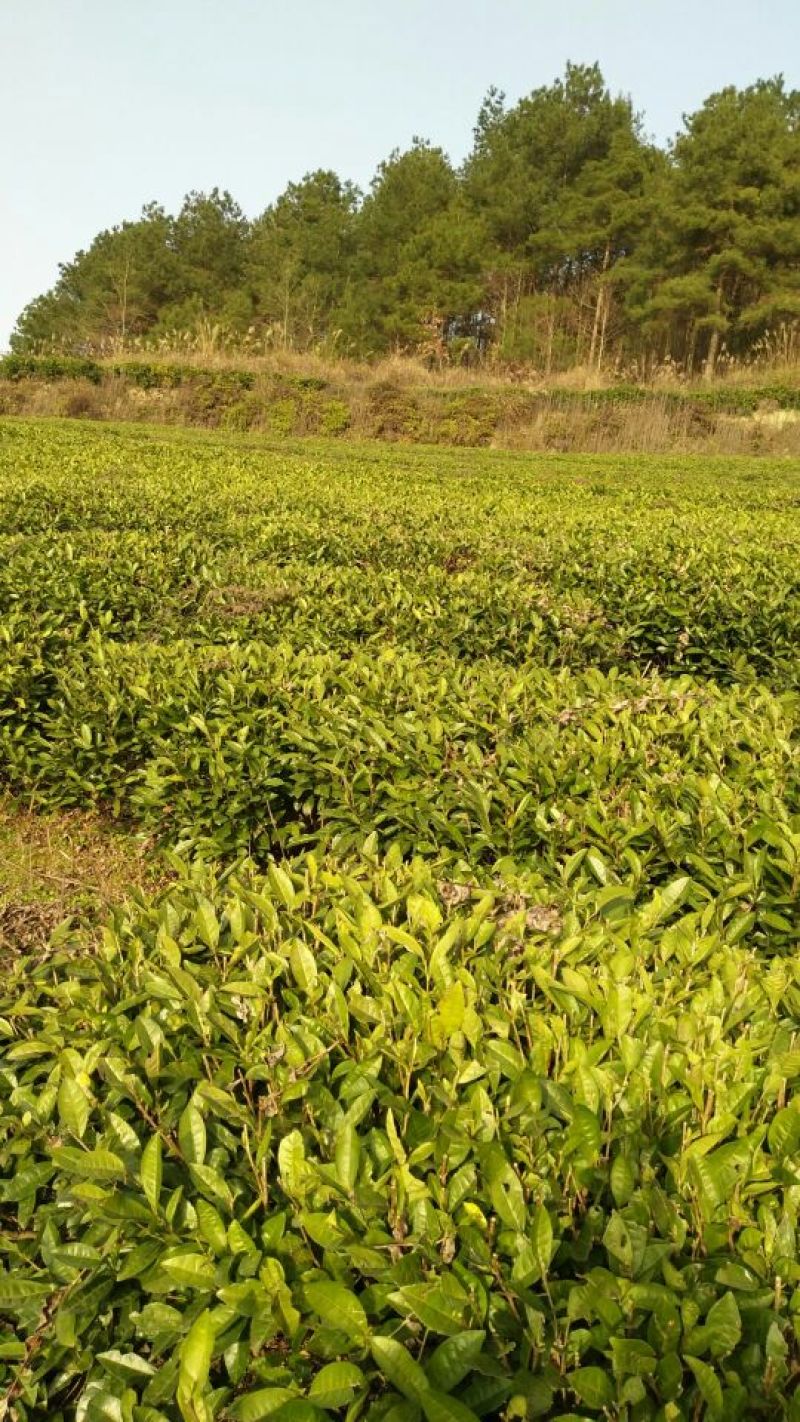 石阡苔茶特级