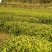石阡苔茶特级