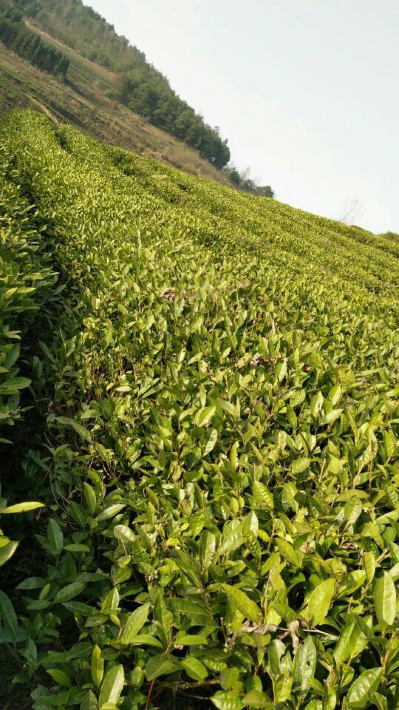 石阡苔茶特级