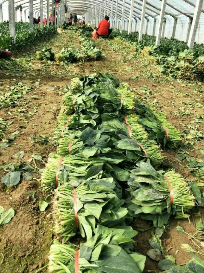 菠菜20~25厘米