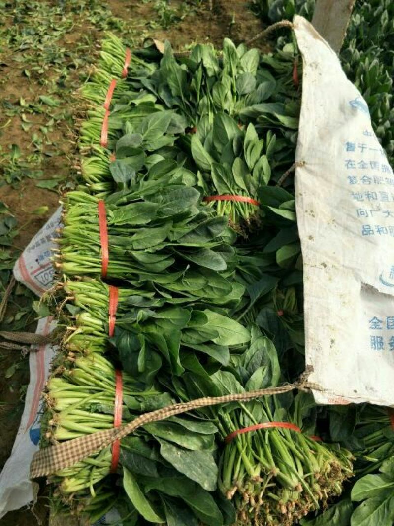 菠菜20~25厘米