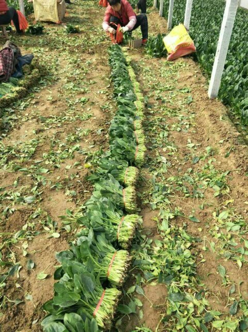 菠菜20~25厘米