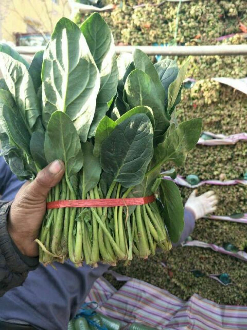 菠菜20~25厘米
