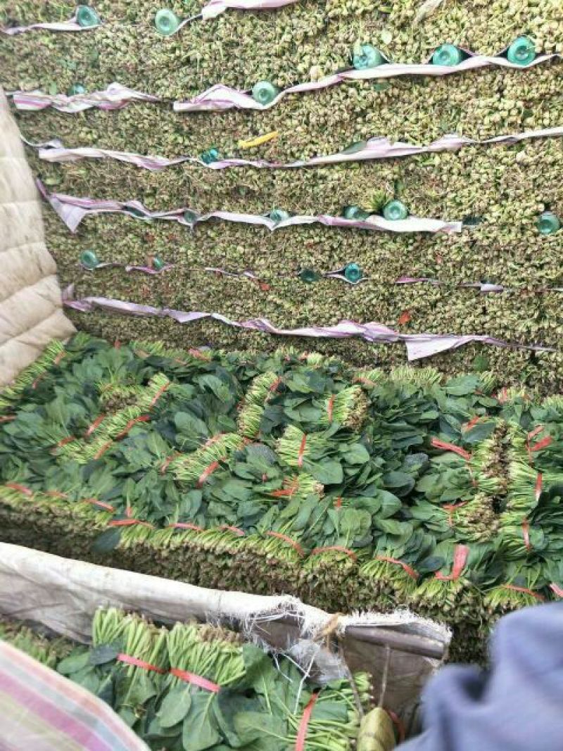 菠菜20~25厘米