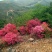 映山红树桩50~100cm